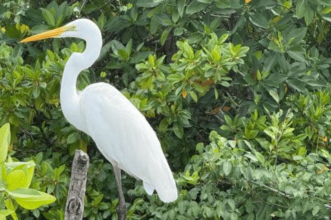 Koggala: Authentic Experience with Cinnamon Girl Koggala Cinnamon Experience with pickup from Ahangama