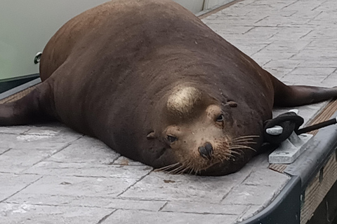 Marina Del Rey: Crociera in barca con vino e salumi o cenaOpzione cena