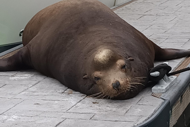 Marina Del Rey: Crociera in barca con vino e salumi o cenaOpzione cena