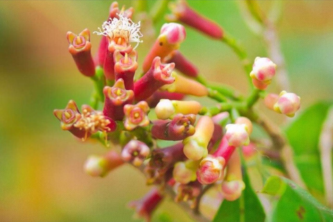 زنجبار: مزرعة التوابل وغابة جوزاني ومحمية السلاحف البحريةرحلة خاصة ليوم كامل مع جميع رسوم الدخول و