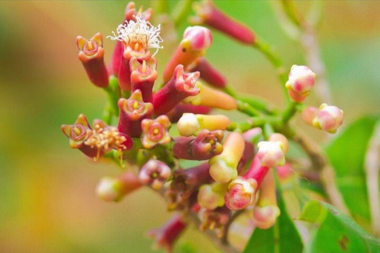 زنجبار: مزرعة التوابل وغابة جوزاني ومحمية السلاحف البحريةرحلة خاصة ليوم كامل مع جميع رسوم الدخول و
