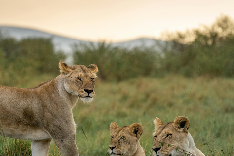 أروشا: نزهة على الأقدام في كليمنجارو وتارانجير ونجورونجورو لمدة 3 أيام