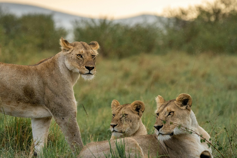 أروشا: نزهة على الأقدام في كليمنجارو وتارانجير ونجورونجورو لمدة 3 أيام