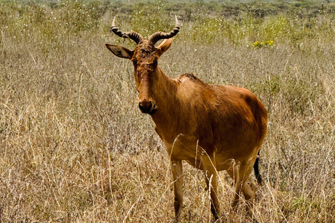 Nairobi Park Safari, Sheldrick's Orphanage & Giraffe Center Shared Drive in Open-Roof Van Game Drive