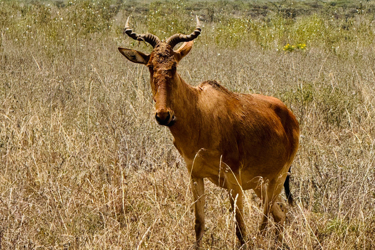 Nairobi Park Safari, Sheldrick's Orphanage & Giraffe Center Shared Drive in Open-Roof Van Game Drive