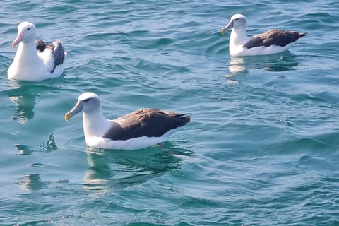 Albatross and Wildlife Cruise on Otago Harbour - Image 2