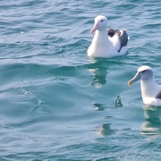 Albatross and Wildlife Cruise on Otago Harbour Albatross and Wildlife Cruise on Otago Harbour