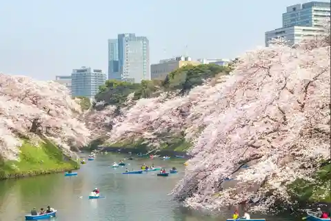 Private Must-see Sakura Journey in Tokyo City