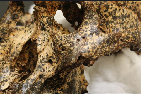 3-Day Johannesburg, Pretoria, Cradle &amp; Lesedi Tour