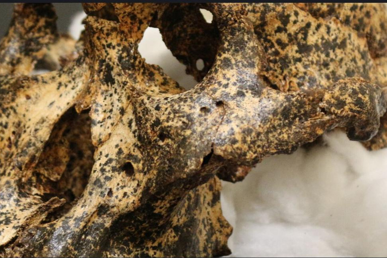 3-Day Johannesburg, Pretoria, Cradle &amp; Lesedi Tour