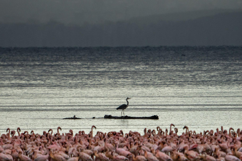 7-dagars safari i Kenya och Tanzania