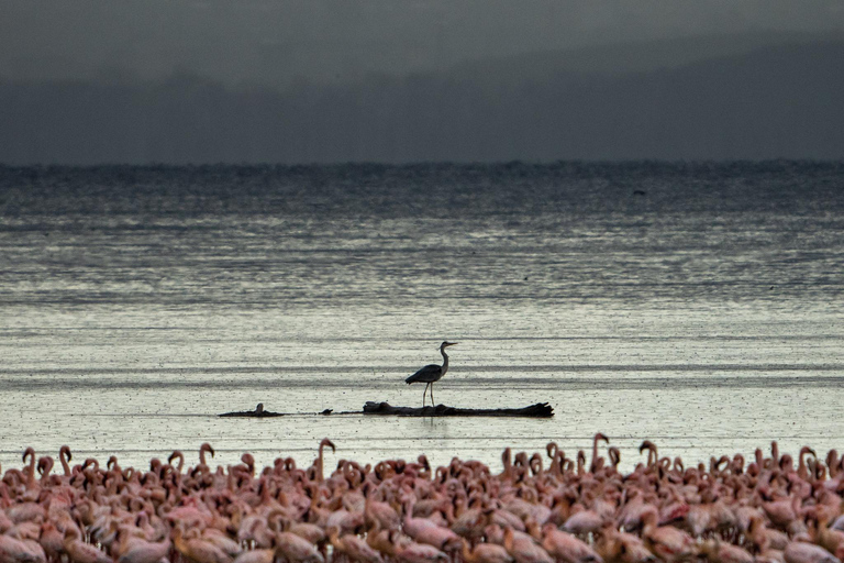 7-dagars safari i Kenya och Tanzania