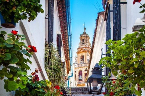 Seville: Cordoba and Carmona Guided Day Trip by Bus