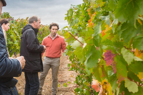 Aranda de Duero: Martín Berdugo Winery - Tour and Tasting