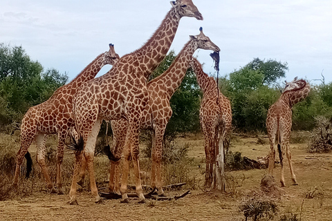 Eswatini: Rhino Walk in Hlane Royal National Park