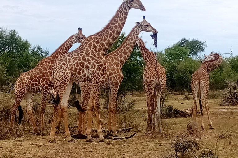 Eswatini: Rhino Walk in Hlane Royal National Park