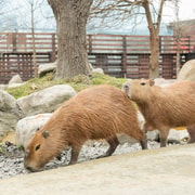 Yilan: Animal Farm, Boba Tea Museum, and Night Market Tour Yilan: Animal Farm, Boba Tea Museum, and Night Market Tour
