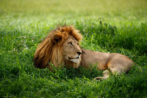 Lake Manyara NP e Cratera de Ngorongoro: Safári de 2 dias