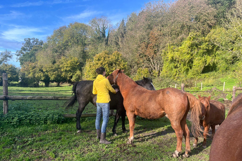 Equicoaching - experience the connection with horses in Normandy Family equicoaching: experience connection with horses - Normandy