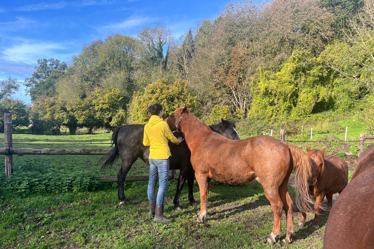 Equicoaching - experience the connection with horses in Normandy Family equicoaching: experience connection with horses - Normandy