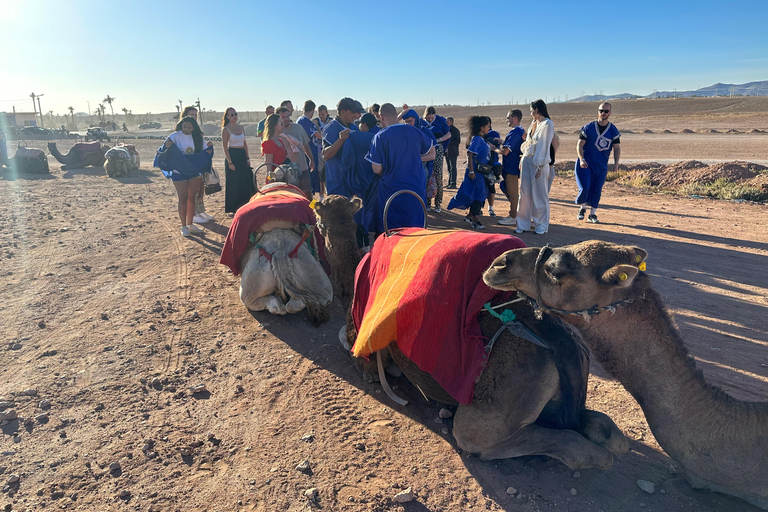 Sunset Camel Ride in Desert &amp; Palm Grove with Tea &amp; Transfer