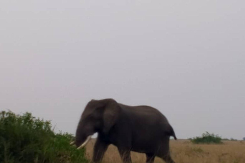 3-Day Chimpanzee Visit-Kibaale NP