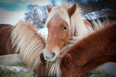 Tromsø: Lyngen Horseback Riding Experience