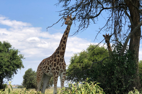 De Nairobi: Viagem de 1 dia ao Parque Nacional do Lago Nakuru