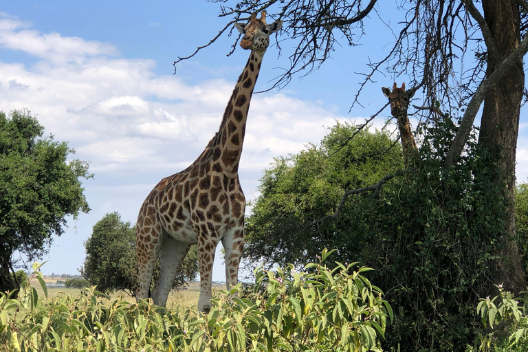 De Nairobi: Viagem de 1 dia ao Parque Nacional do Lago Nakuru