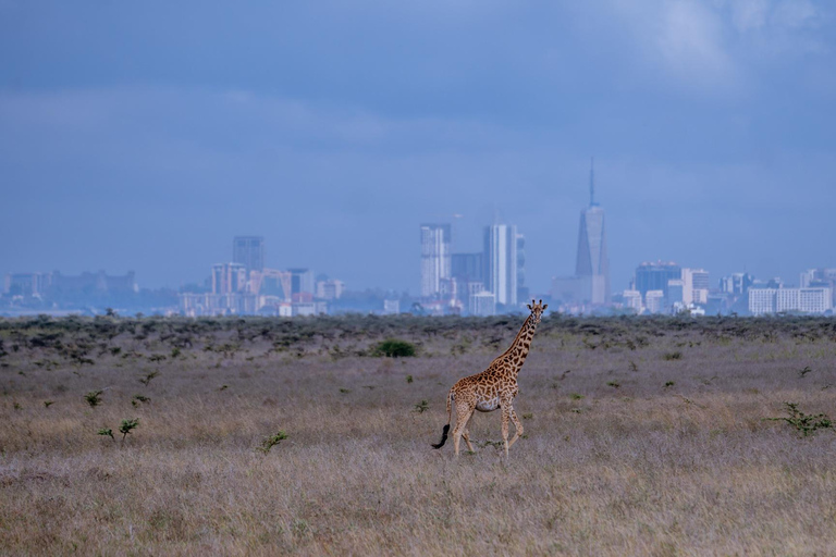 Nairobi: National Park Game Drive with Local Guide
