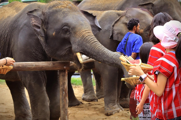 Parc des éléphants de Bangkok : expérience avec les éléphants en HD (sans transfert)HD Bangkok Elephant Care sans transfert