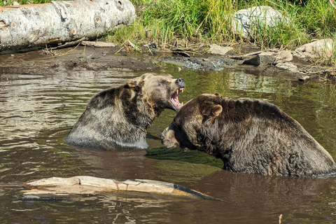 Grouse Mnt+StanleyPark+Hatchery+Cleveland Dam+LynnCanyonTOUR Shared Tour