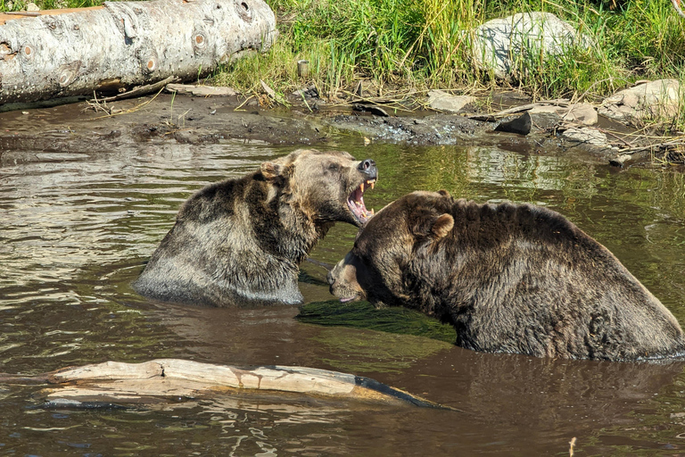 Grouse Mnt+StanleyPark+Hatchery+Cleveland Dam+LynnCanyonTOUR Shared Tour
