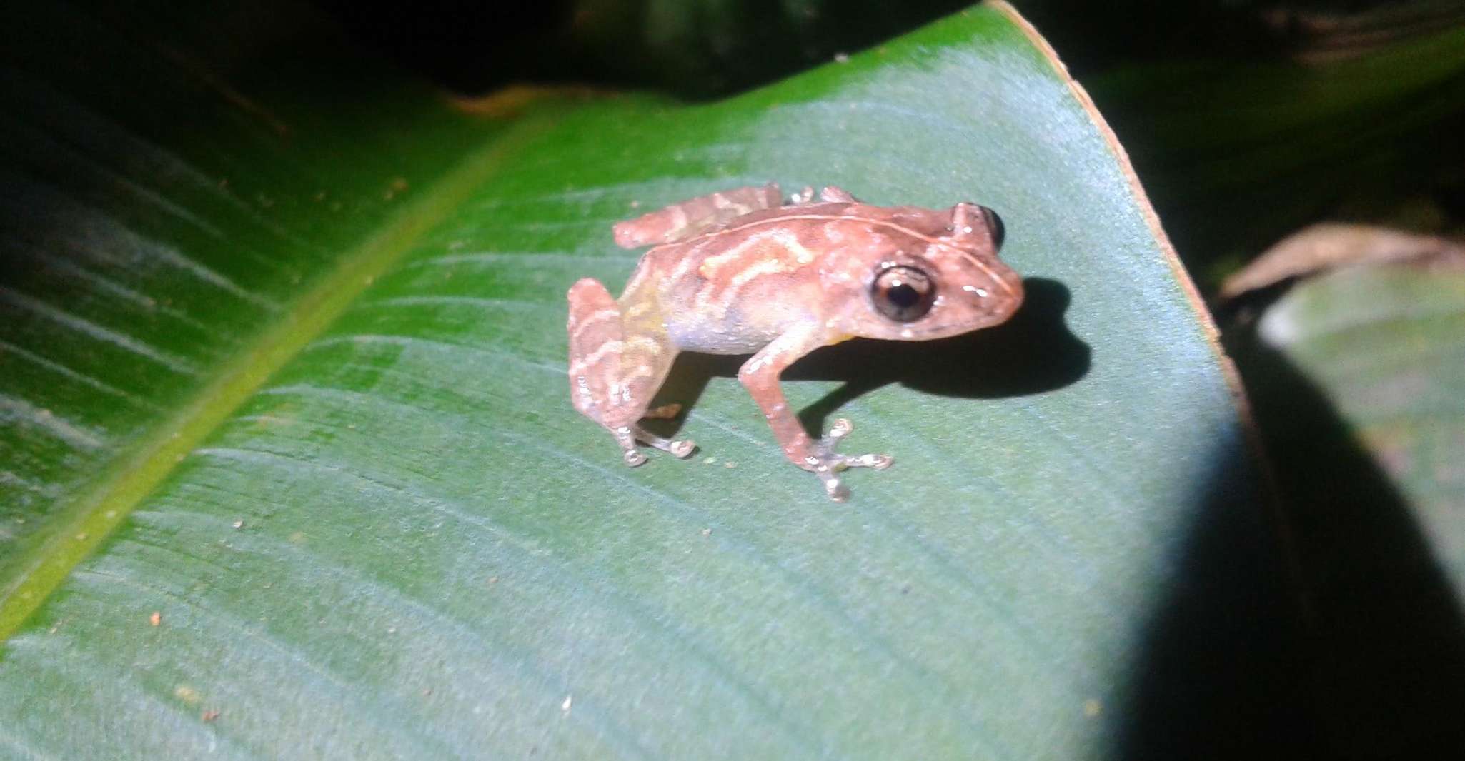 Tortuguero, Night Wildlife Spotting and Jungle Walk - Housity