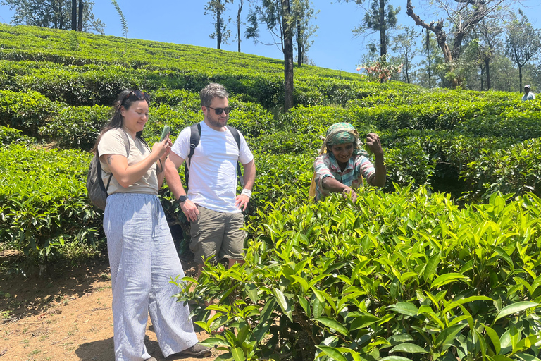 Kandy: Tea Factory Tour with Tasting and Plantation Walk