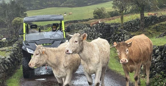 Happy Cows Buggy Tour