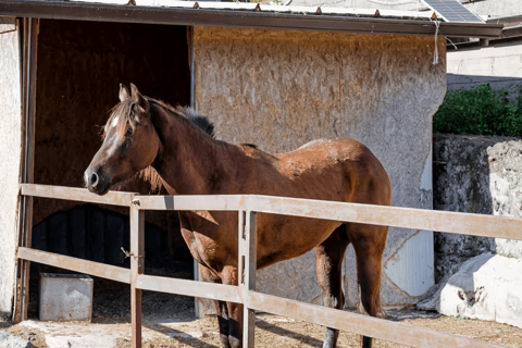 Passeio a cavalo no Monte VesúvioDe Pompéia: Passeio a cavalo pelo Monte Vesúvio