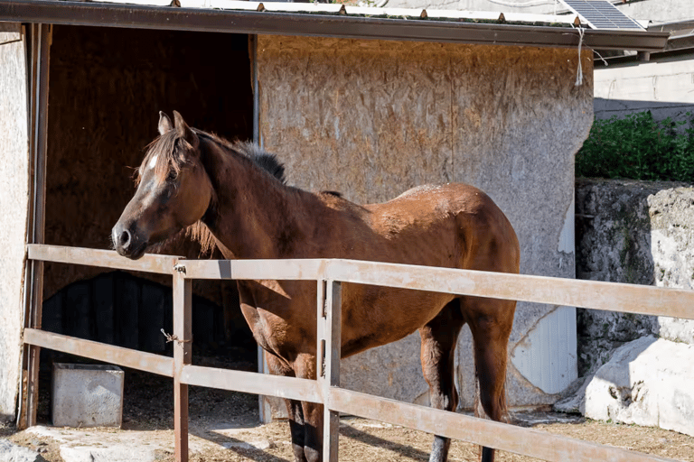 Passeio a cavalo no Monte VesúvioDe Pompéia: Passeio a cavalo pelo Monte Vesúvio