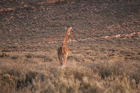 Cape Town: Cape Town Big Five Sunset Safari with Snacks