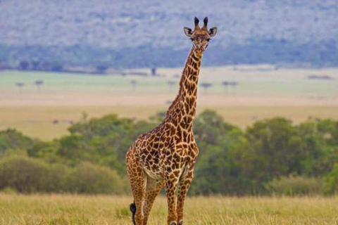 Nairobi National Park Day Game Drive.