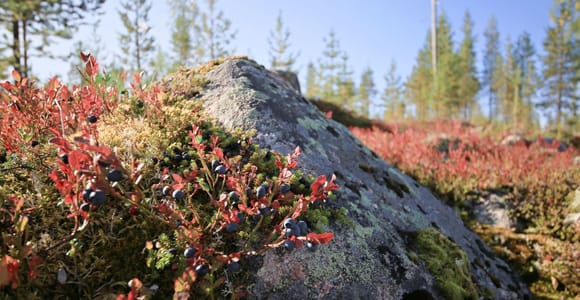 Rovaniemi forest foraging adventure: Pick, Prepare, Savor