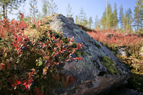 Rovaniemi forest foraging adventure: Pick, Prepare, Savor