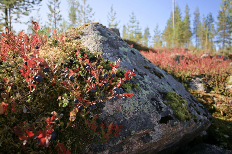 Rovaniemi forest foraging adventure: Pick, Prepare, Savor