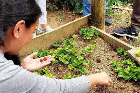 Medellín: 1-dniowa wycieczka do Guatapé i na farmę kawyGuatapé, farma kawy i łódź