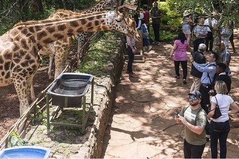 Tour del Parco Nazionale di Nairobi.