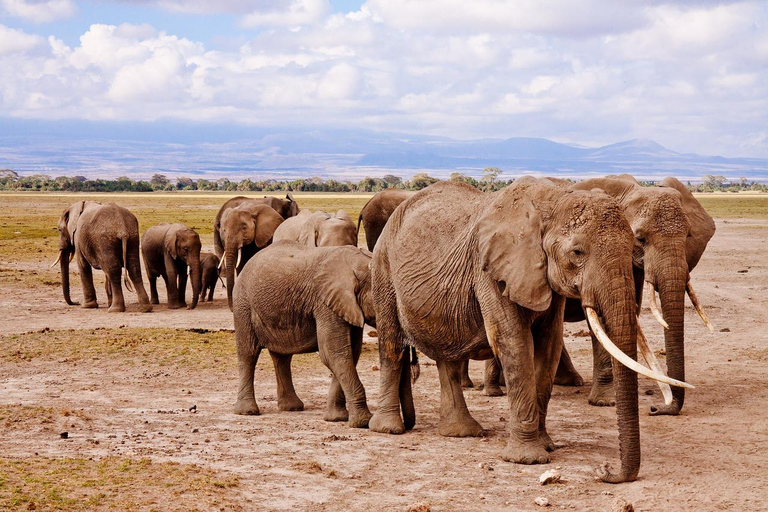 Excursão de um dia a Tsavo East a partir de Mombaça/Diani/Malindi