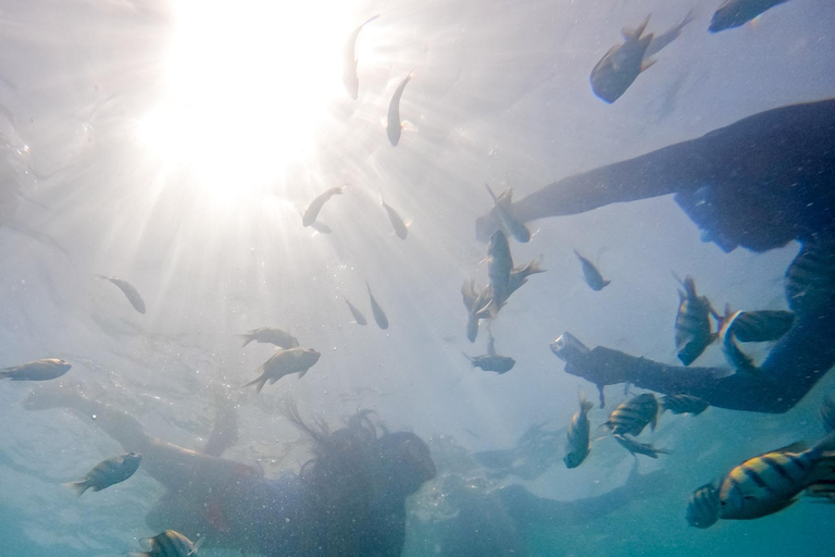 Escape from Cartagena to Isla de Baru and see the Mangroves!