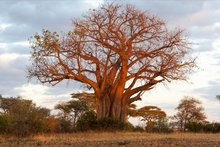 Safári de dois dias em Tarangire e na cratera de NgorongoroGrupo privado com acomodação em acampamento de luxo médio