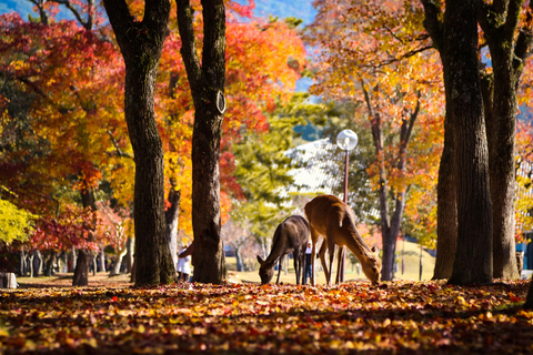 Osaka: Nara, Akame 48 Waterfalls & Tanzan Shrine Tour Shared Tour, Meet at Tsurutontan Soemoncho