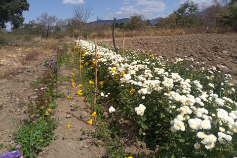 Ocotlán and San Antonino: Hands That See Workshop and Art with The Immortal Flower Ocotlán and San Antonino: Hands That See Workshop and Art with La Flor Inmortal